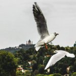 Gabbiani in volo su Torino - Foto S. Apicella